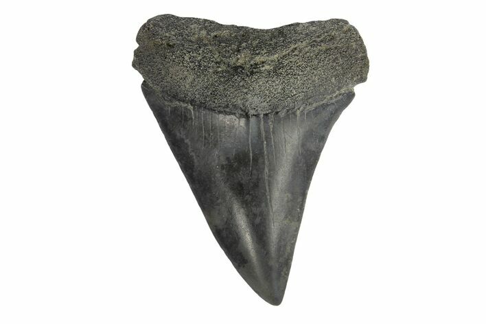 Fossil Broad-Toothed Mako Tooth - South Carolina #171188